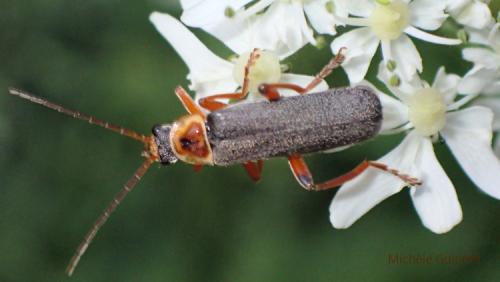 Cantharis nigricans